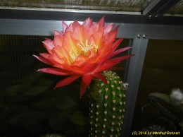 Trichocereus Hybride 03 